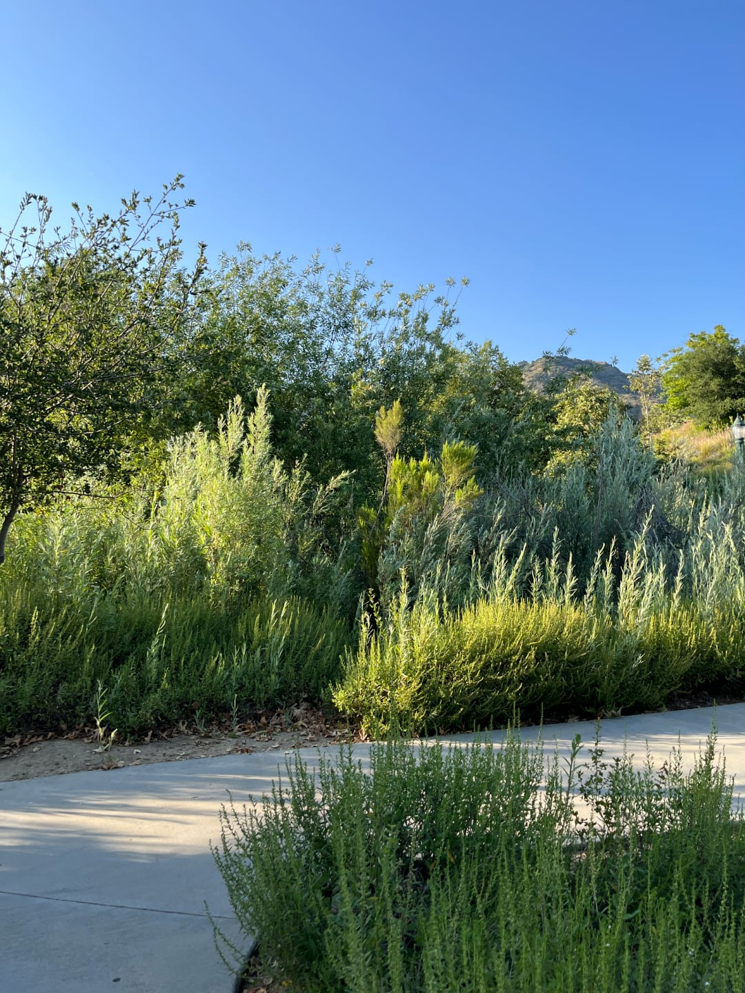 Azusa — June 2025