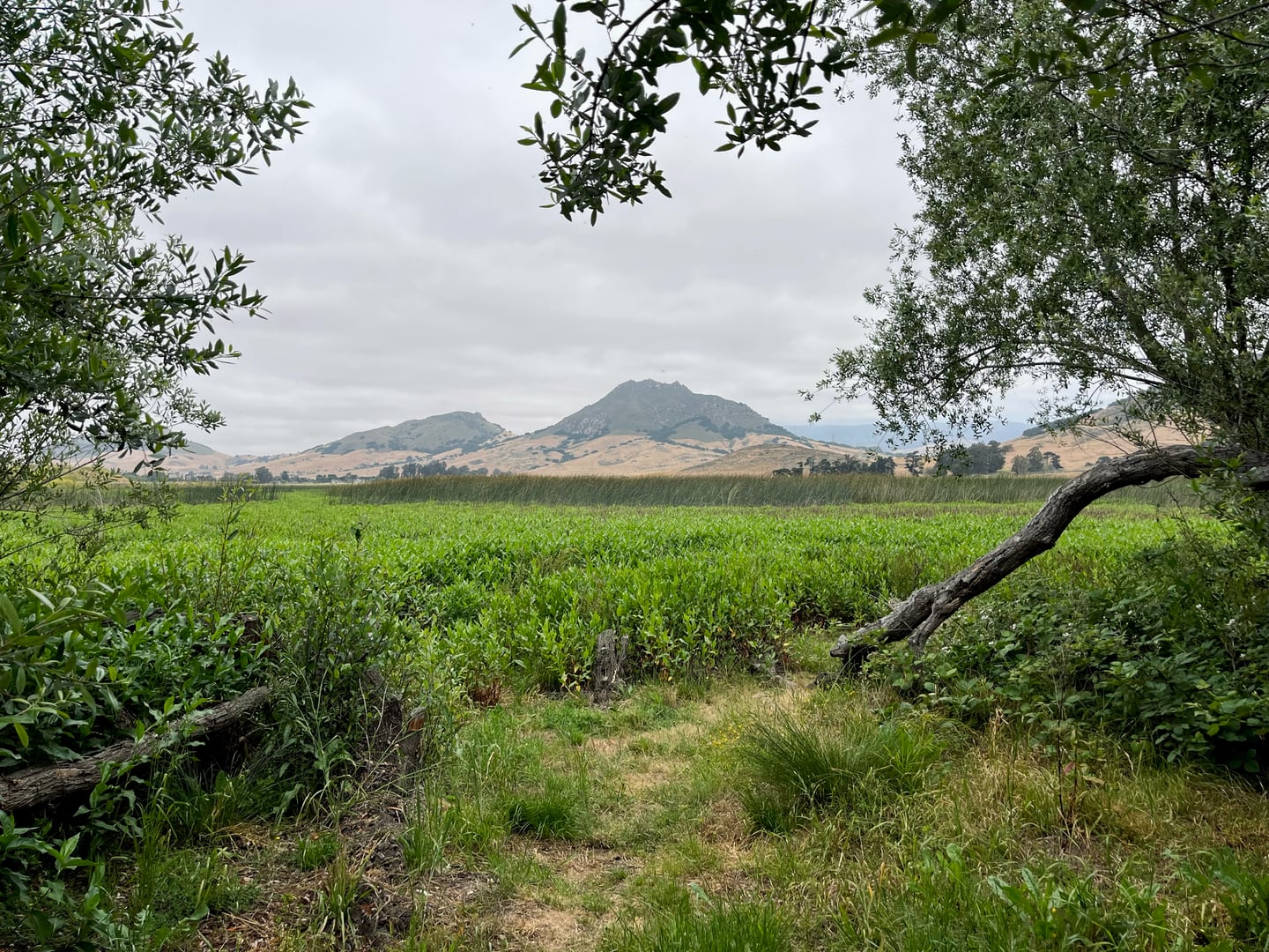 Laguna — June 2025