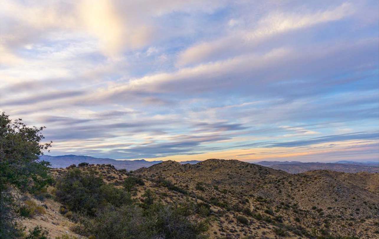 01-joshuatree-1.jpg