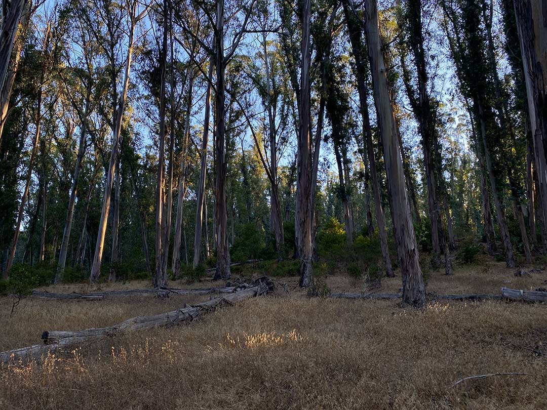 09-tilden.jpg