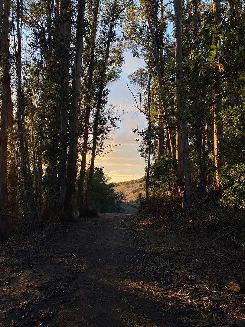 11-tilden.jpg