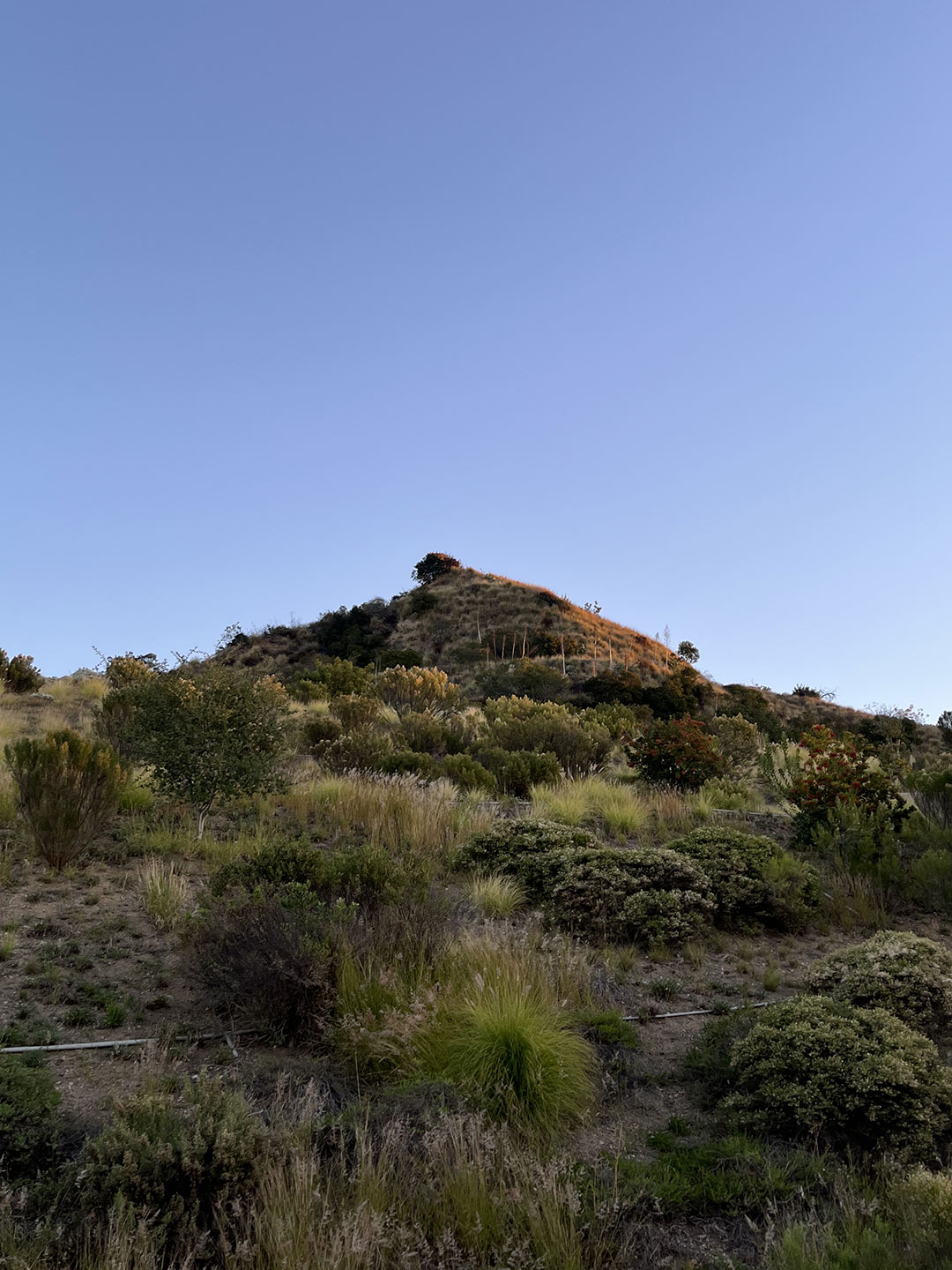 11-glendora-colby-tr-1.jpg