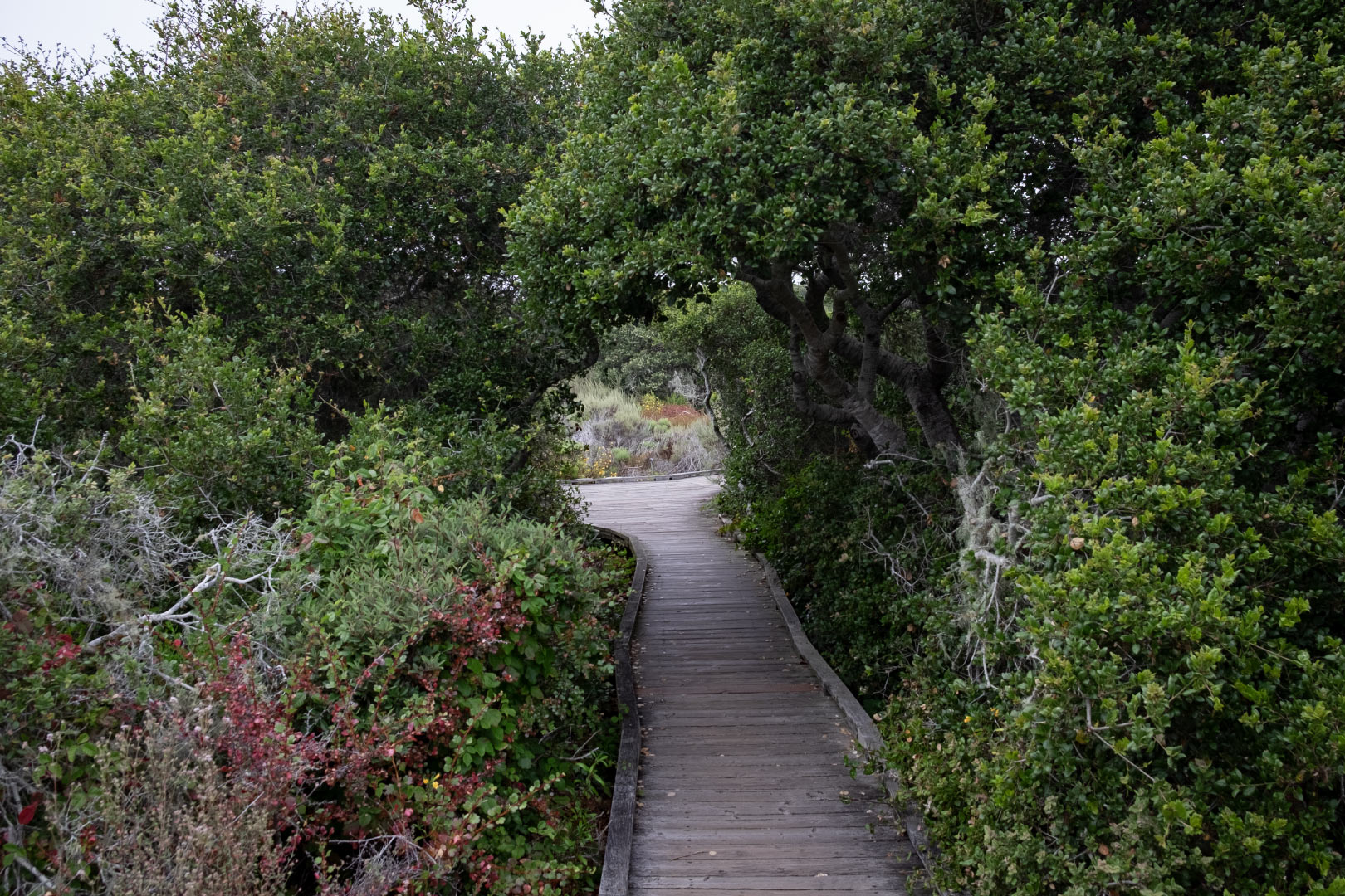 07-elfin-forest-1.jpg