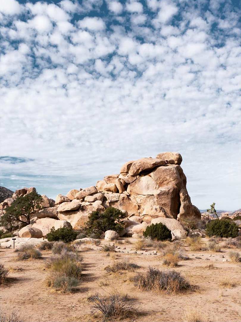 201801-joshuatree-3.jpg