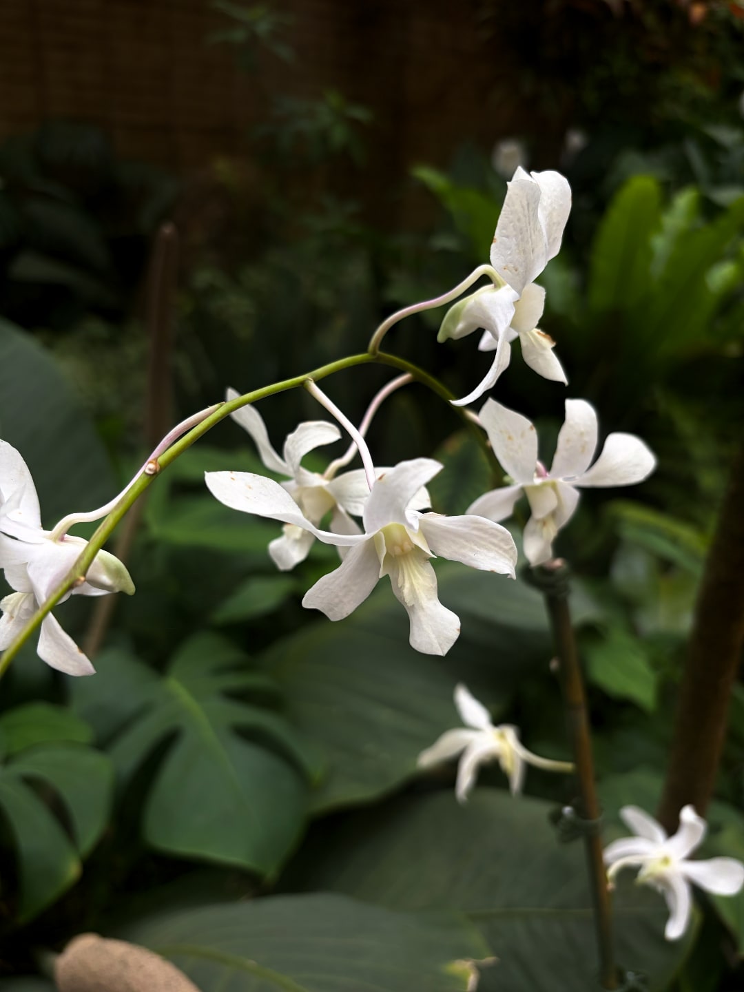 202605-la-arboretum.jpg