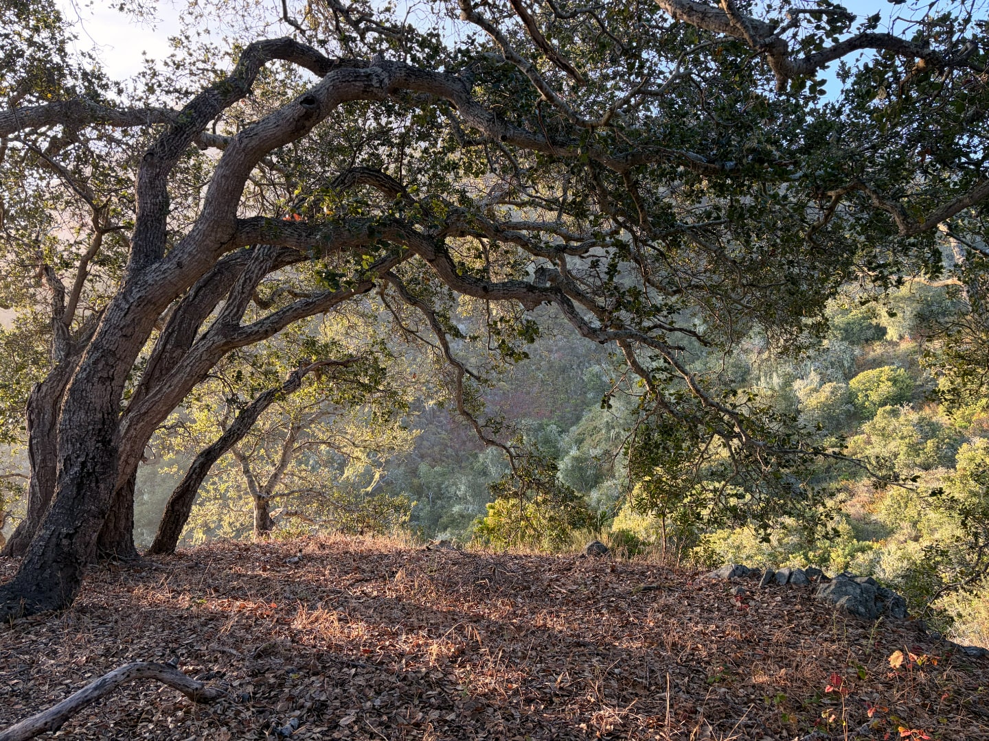 202606-cerro-cabrillo.jpg